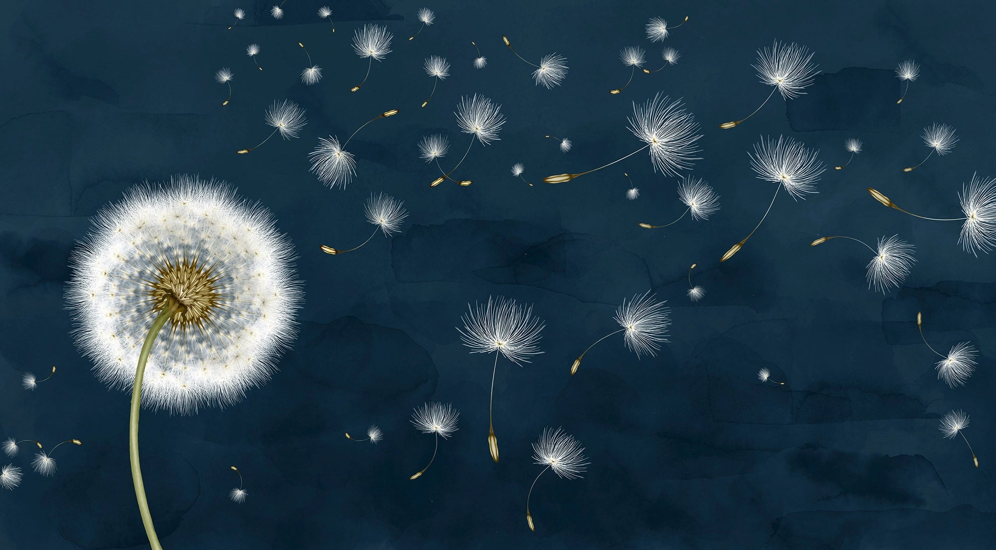 Dandelion wallpaper