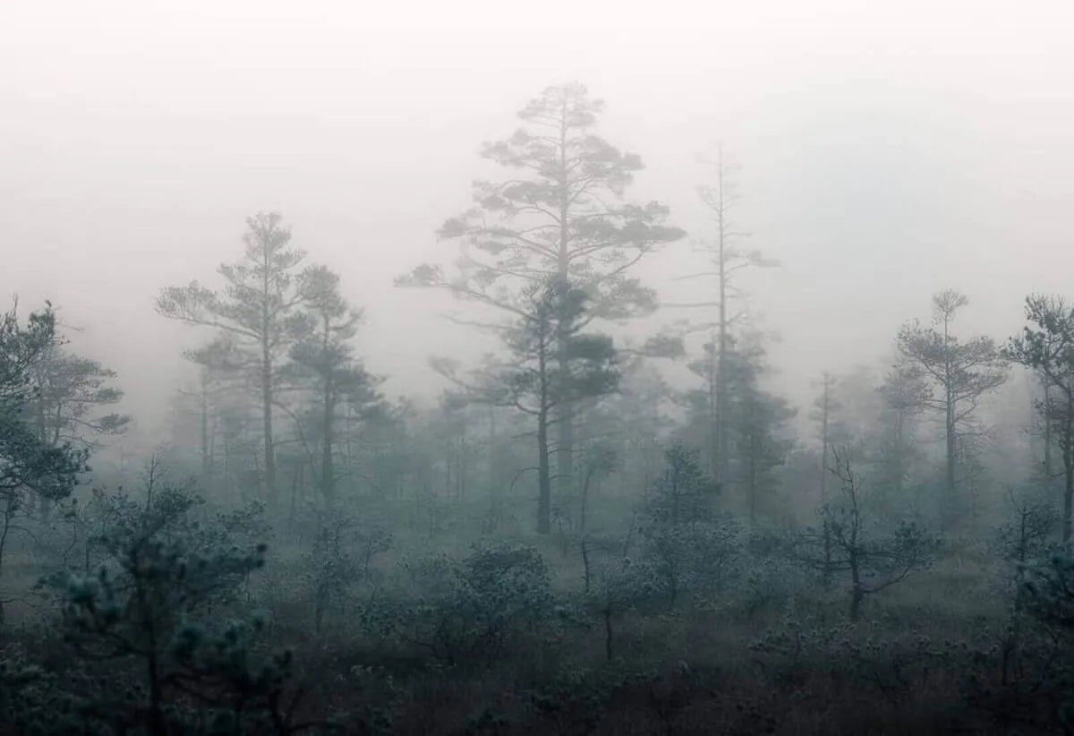 Papier peint panoramique forêt brumeuse - Kam & Leon