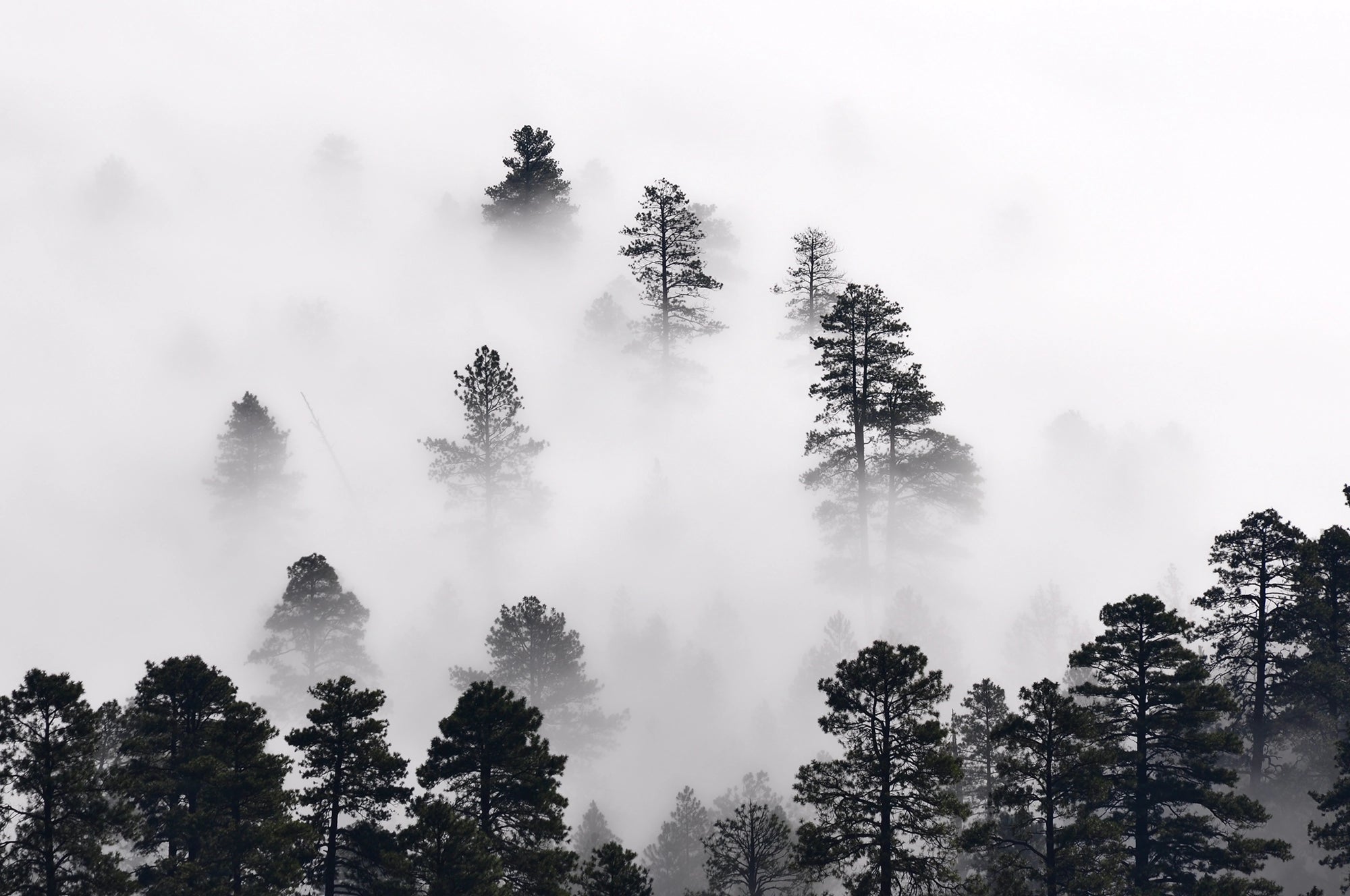 Panoramatapete Nadelwald im Nebel